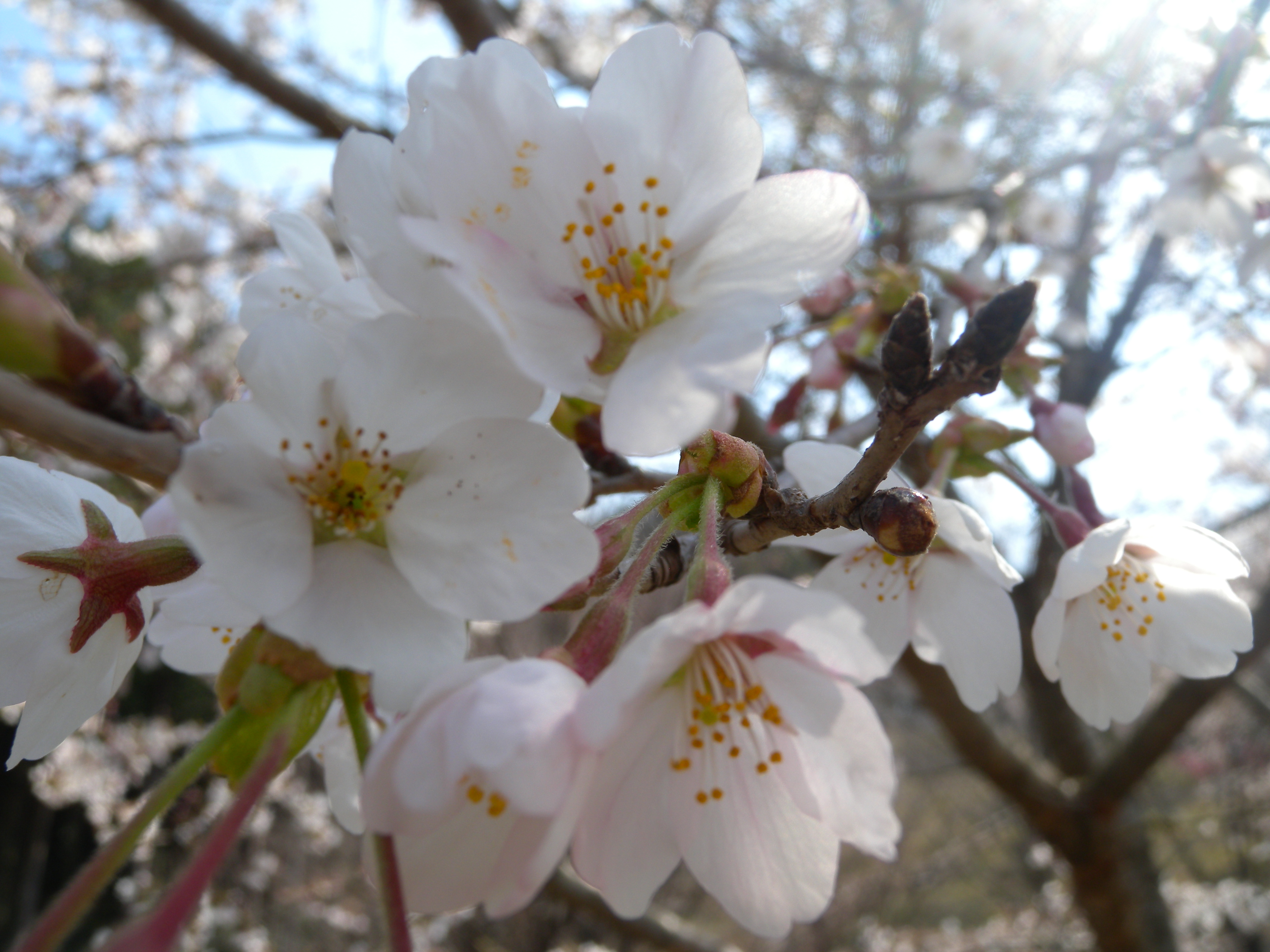 桜