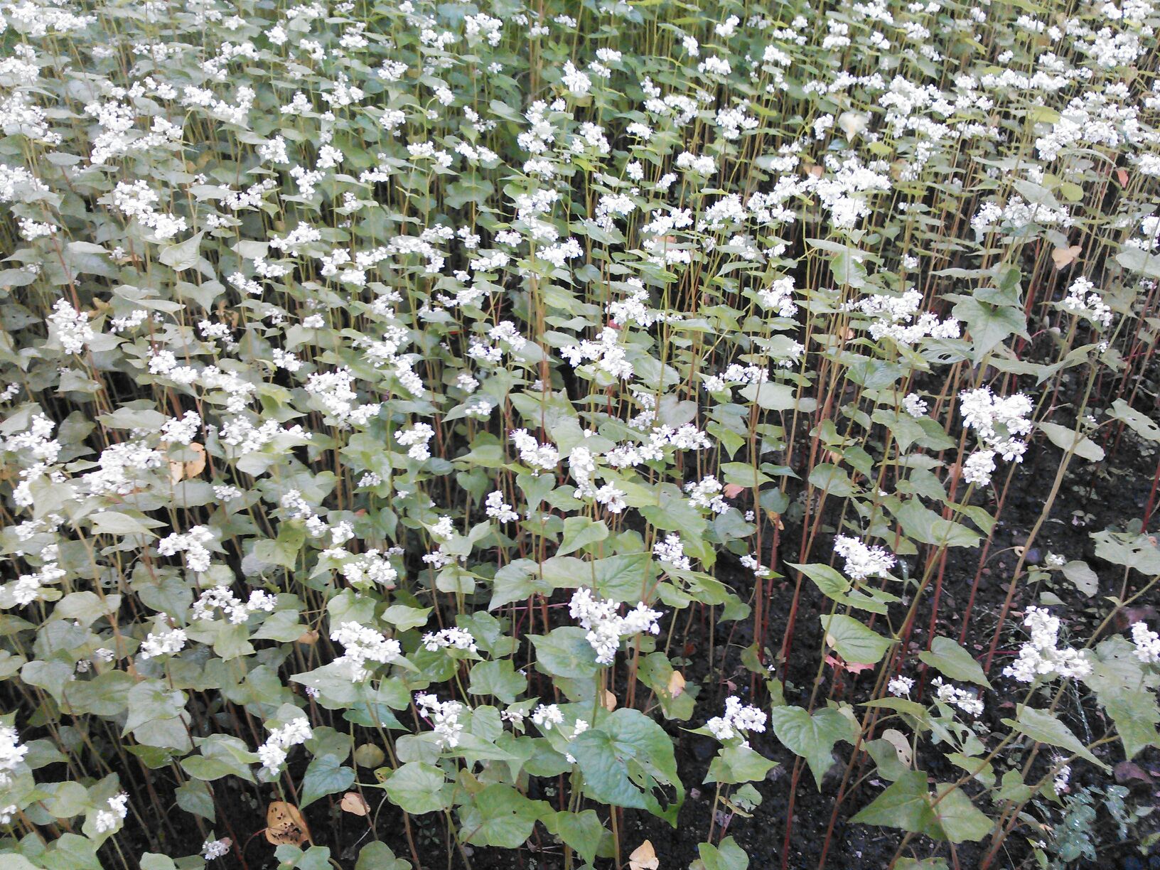 蕎麦の花